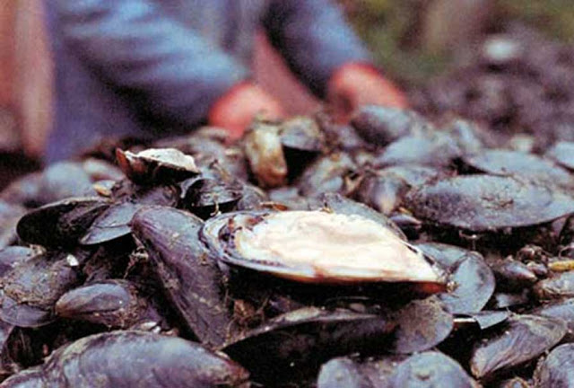 PROHIBEN EXTRACCIÓN DE CHOLGA EN ISLOTE LOS AMIGOS, LITORAL DE AYSÉN