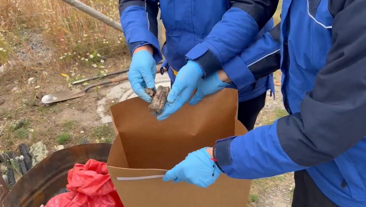 Más de 20 perros y gatos fallecidos: PDI investiga masiva muerte de mascotas en Balmaceda