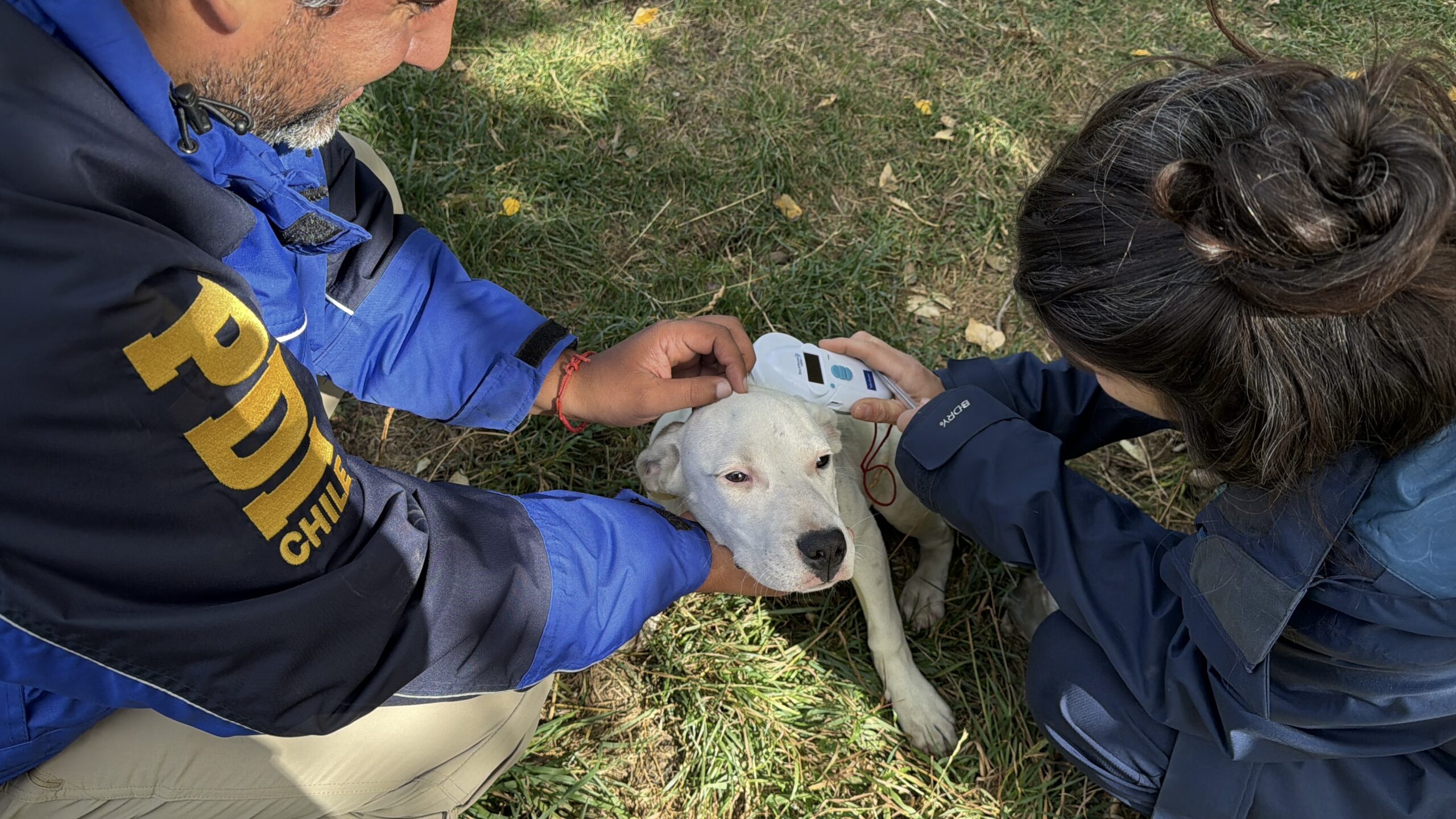 BIDEMA Aysén desarrolla diligencias por presunto caso de maltrato animal en Ñirehuao